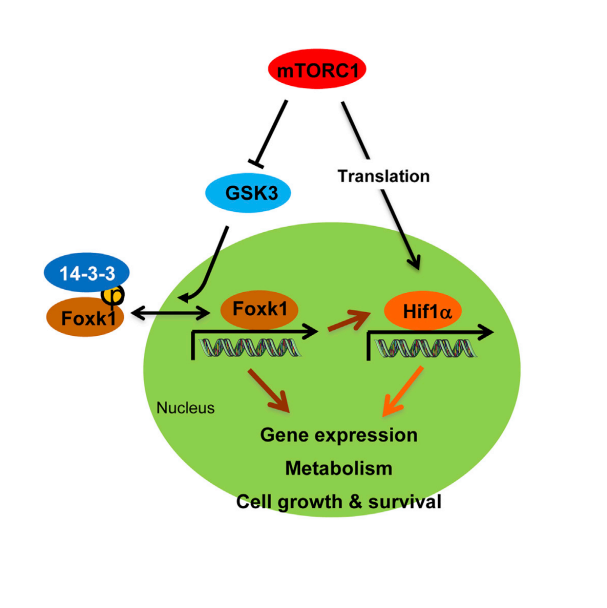 mTORC1 Promotes Metabolic Reprogramming by the Suppression of GSK3-Dependent Foxk1 Phosphorylation.
