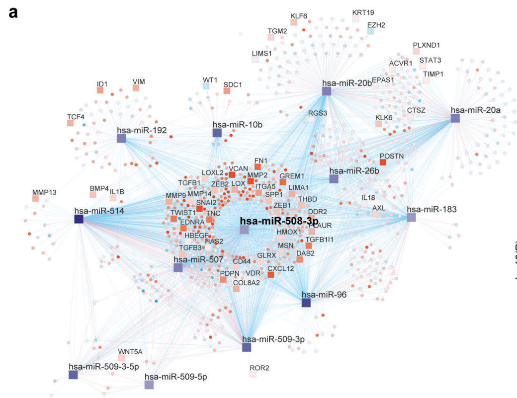 Integrative network biology analysis identifies miR-508-3p as the determinant for the mesenchymal identity and a strong prognostic biomarker of ovarian cancer.